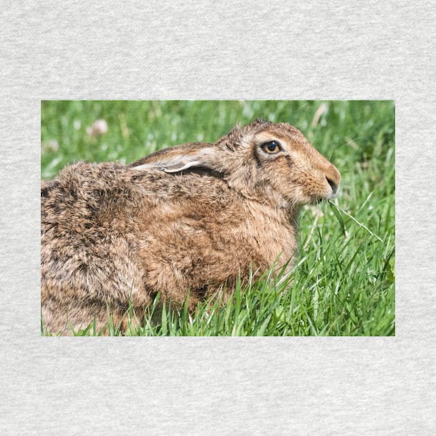 Brown Hare sat in the Grass by CreativeNatureM